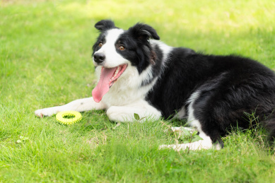 开心的边境牧羊犬趴在草地上