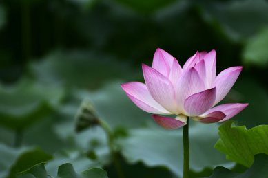 中国深圳洪湖公园夏季里绽放的粉红色荷花