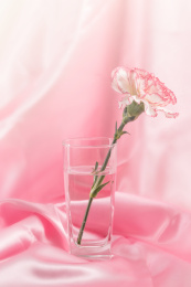 美丽绽放的康乃馨