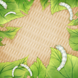 夏季的蚕正在吃桑叶