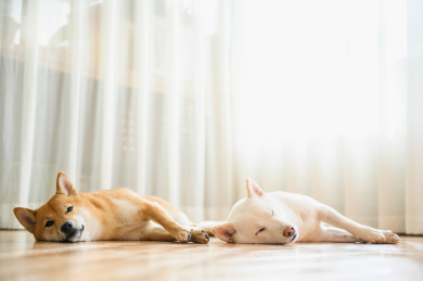 可爱的宠物柴犬