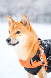 可爱的宠物柴犬