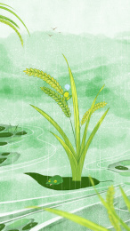 小麦河流雨季小满芒种节气插画