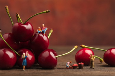 夏天坐在车厘子大樱桃上的父子和吃水果的人