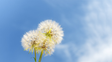 夏日蒲公英盛开