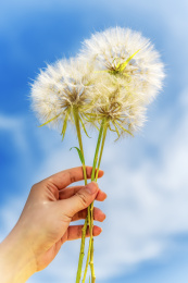 夏日蒲公英盛开