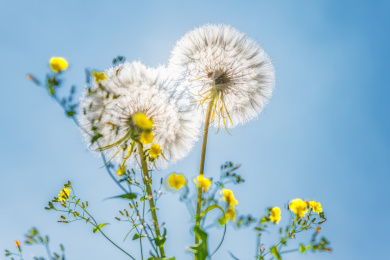 夏日蒲公英盛开