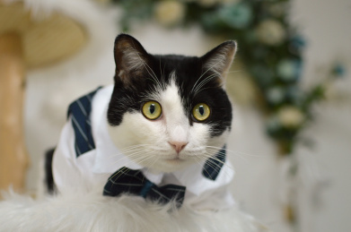 穿西装的帅气奶牛猫盯着某处