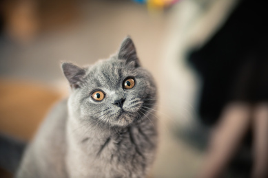 宠物猫室内特写