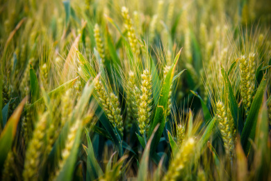 户外夏天傍晚农作物小麦地
