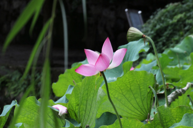 公园池塘里的荷花