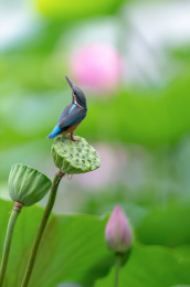 美丽的翠鸟