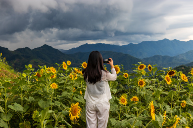 在向日葵花田中的年轻女人