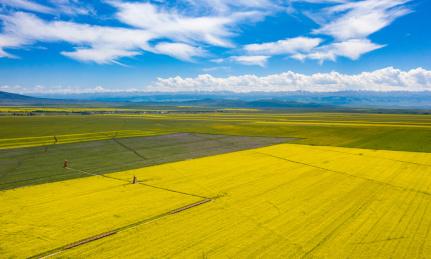 中国新疆昭苏油菜花
