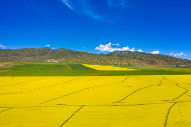 中国新疆昭苏油菜花