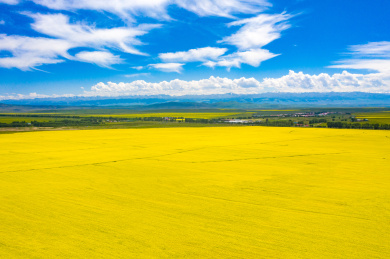 中国新疆昭苏油菜花