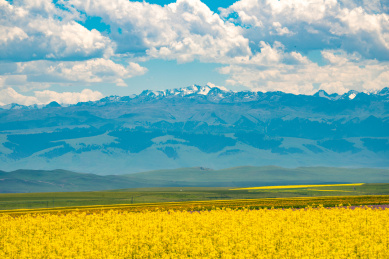 中国新疆昭苏油菜花