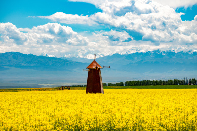 中国新疆昭苏油菜花