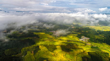 航拍云南德宏州陇川县户撒稻田 