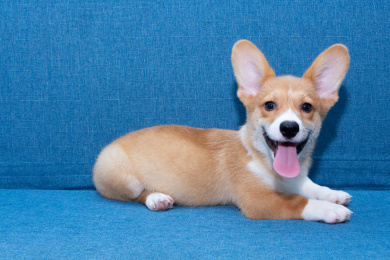 沙发上的小柯基