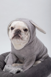 灰色背景下穿衣服的白色斗牛犬