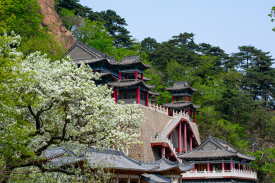 中国辽宁省鞍山市千山风景区五龙宫梨花