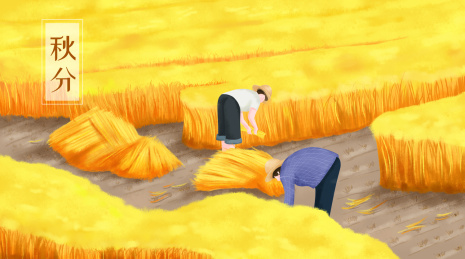 秋分节气农民们在稻田里面收割成熟的稻子插