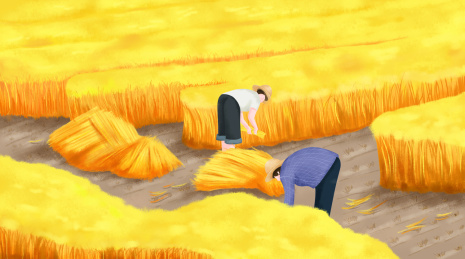 秋分节气农民们在稻田里面收割成熟的稻子插