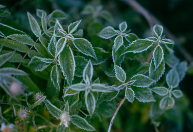 霜在绿色的植物上