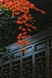 中式建筑前的红色鸡爪槭