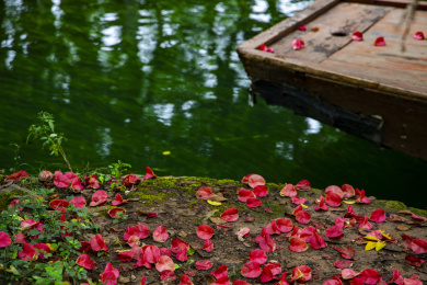 停靠在满是落花的堤岸边的游船