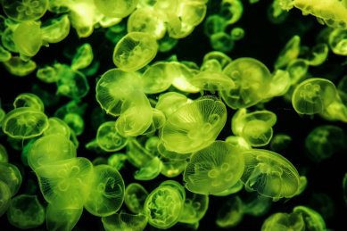 水族馆里绿色霓虹灯下美丽的水母