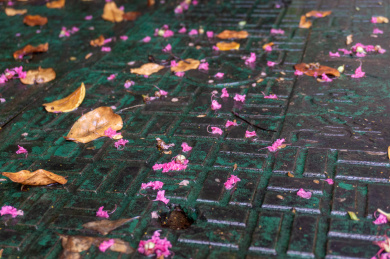 深秋的一地落花