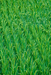 中国广西南宁乡村稻田景观