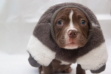 漂亮可爱的小狗美国恶霸