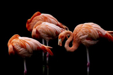 一群动物园里的火烈鸟