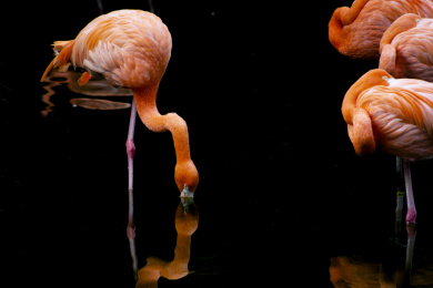 一群动物园里的火烈鸟