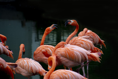 一群动物园里的火烈鸟