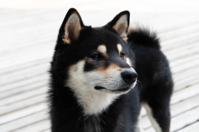 一只可爱黑色柴犬