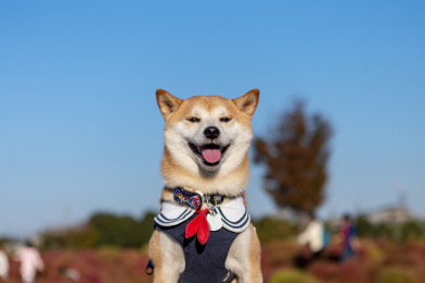 很有治愈系的柴柴