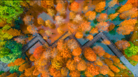 航拍江苏省常州翠竹公园秋天的水杉树