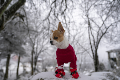 宠物狗吉娃娃在雪地里玩耍