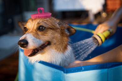 主人在院子里给柯基狗狗洗澡