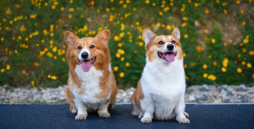 两只柯基狗蹲坐在花丛边，吐着舌头微笑