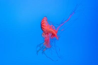 海洋中飘动的水母      