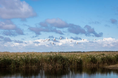 中国黑龙江齐齐哈尔扎龙湿地丹顶鹤天空飞翔