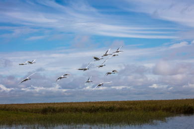 中国黑龙江齐齐哈尔扎龙湿地丹顶鹤天空飞翔