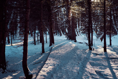 在中国午后阳光洒在冬天的森林里