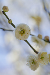 蓝天下盛开的腊梅花