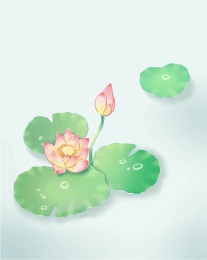 中国风荷花荷叶矢量插画